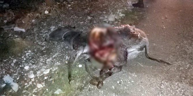 Otomobil Eşeğe Çarptı: 1 Yaralı