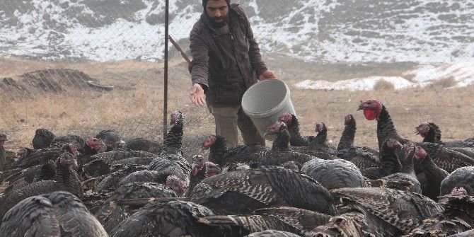 Yılbaşı Hindileri Elde Kaldı