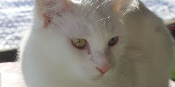 Van Kedileri Kış Güneşinin Tadını Çıkarttı