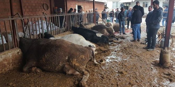 Elektrik Kaçağı 5 Gebe İneği Telef Etti