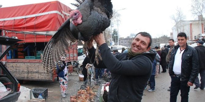 Yılbaşı Hindileri Görücüye Çıktı