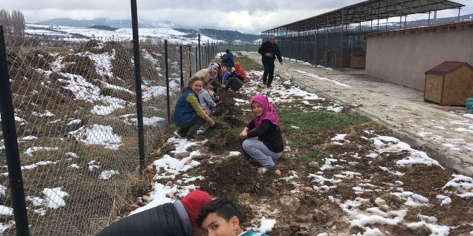 Gölpazarı’da Öğrenciler Şehitler İçin Fidan Dikti