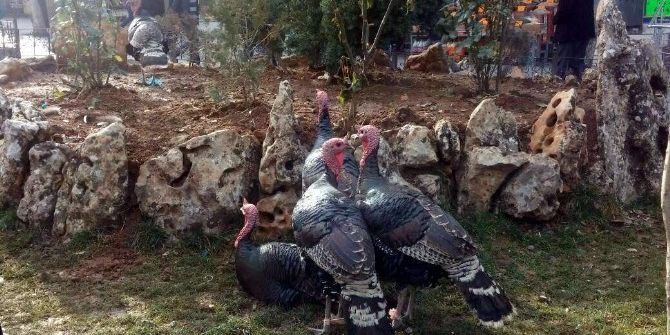 Yılbaşı Hindileri Alıcı Bekliyor