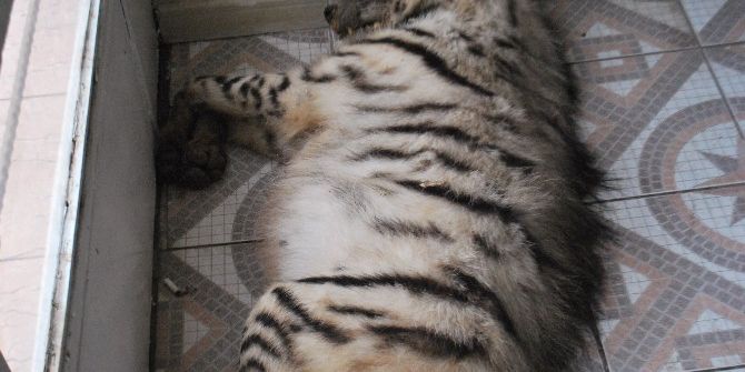 Koruma Altındaki Çizgili Sırtlan Trafik Kazası Kurbanı Oldu