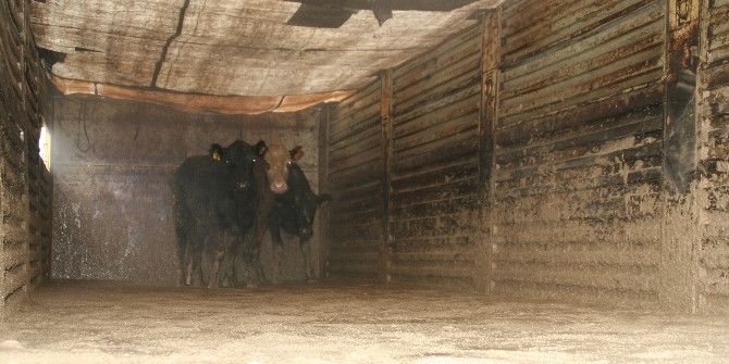 Devrek’te Genç Girişimci Çiftçilere Büyükbaş Hayvan Hibe Edildi