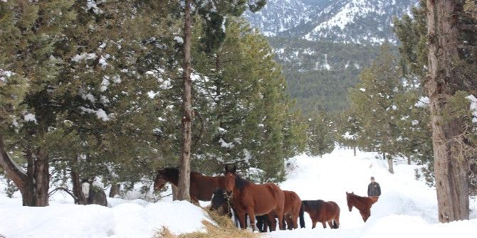 Yılkı Atları Ve Sokak Hayvanları İçin Doğaya Yem Bırakıldı