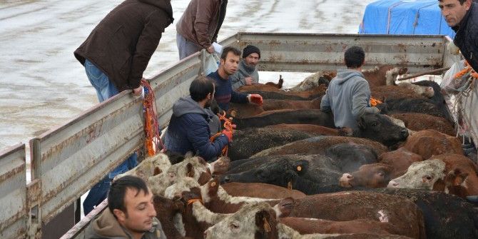 Genç Çiftçilere Hayvan Dağıtımı