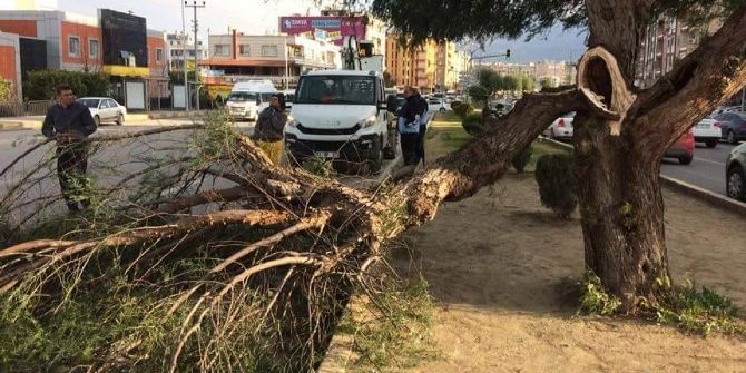 İskenderun’da Fırtına Ağaçları Devirdi