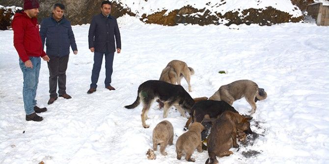Hakkari Belediyesi Sokak Hayvanlarına Sahip Çıktı