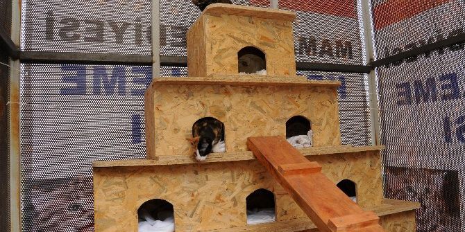 Mamak’ta Sokak Kedileri İçin Örnek Uygulama