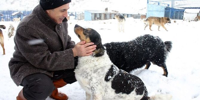 Büyükçekmece Belediyesi Binlerce Sokak Hayvanını Sağlığına Kavuşturdu