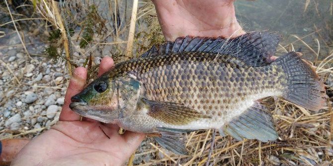 Ceyhan Nehri’nde Balık Ölümleri İnceleniyor