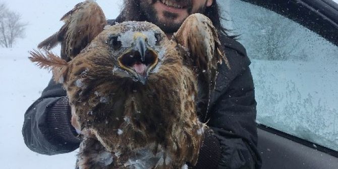 Donmak Üzere Olan Şahin Kurtarıldı