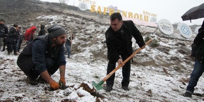 Safranbolu’da Çam Ağaçlarının Kesilmesi, Fidan Dikimiyle Protesto Edildi