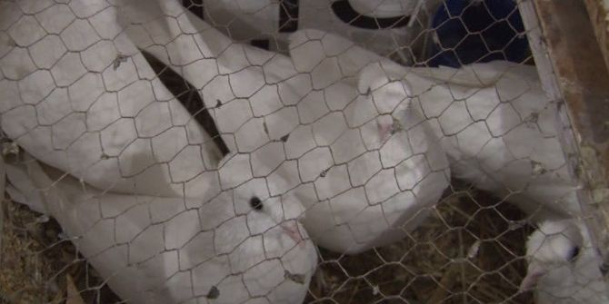 Başkent’te Güvercinler Açık Arttırmada