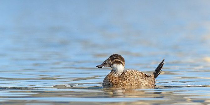 Dikkuyruk Manyas Kuş Cenneti’ni Sevdi