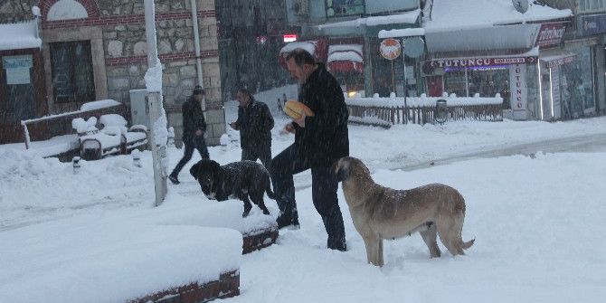 Tosya’da Aç Kalan Sokak Köpeklerini Vatandaşlar Besledi