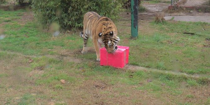 Hayvanat Bahçesi Sakinlerine Yılbaşı Hediyesi