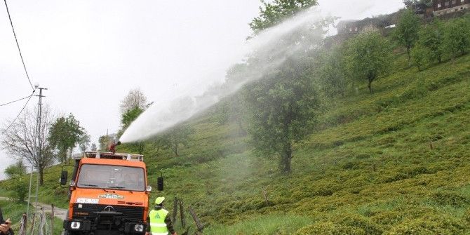 Çay Üretiminde Kimyasal Gübre Tarih Oluyor