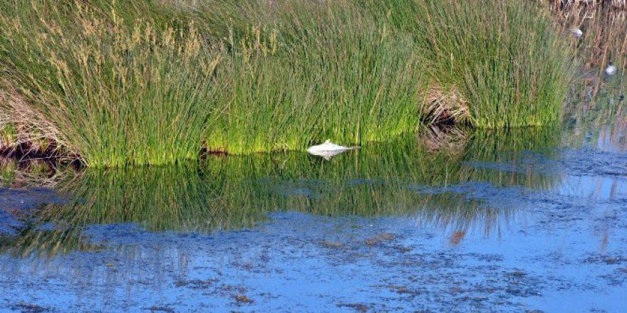 Kuş Cenneti’nde Yüzlerce Balık Telef Oldu