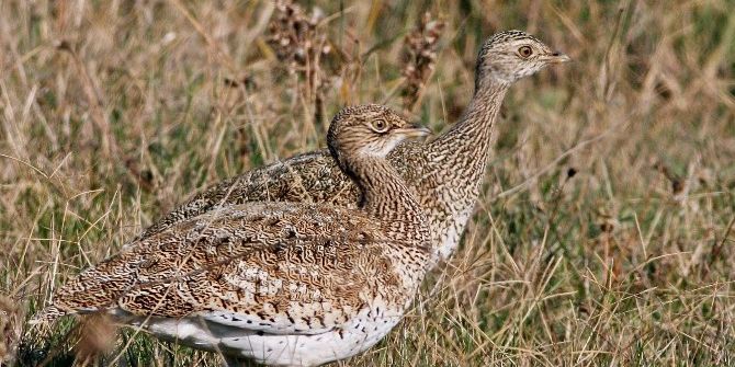 Hersek’te Nadir Kuş Türü Gözlemlendi