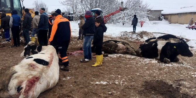 Aksaray’da Çatısı Kar Ağırlığına Dayanamayan 2 Mandıra Çöktü