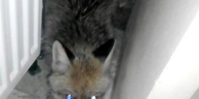 Aç Kalan Yaban Hayvanları Şehre İndi