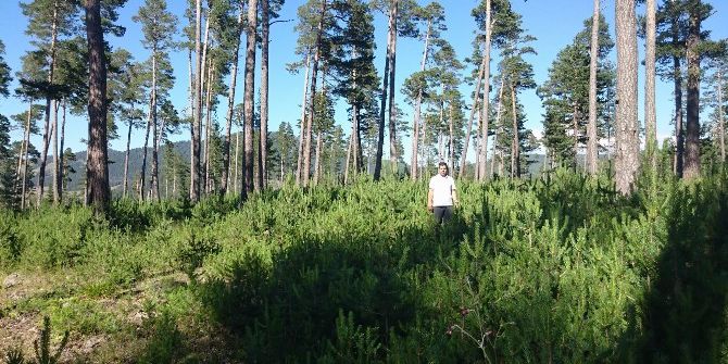 Koyulhisar’da Ağaçlandırma Çalışmaları