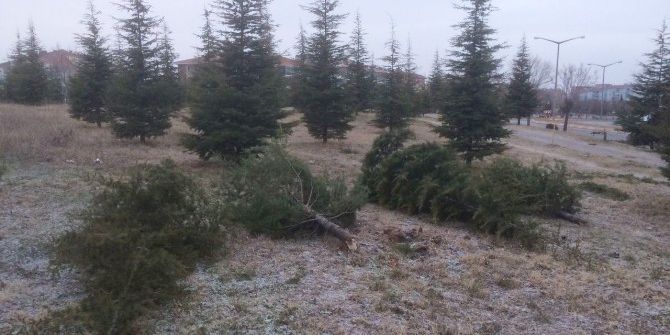 10 Yıllık Sedir Ağaçları Yılbaşı İçin Kesildi