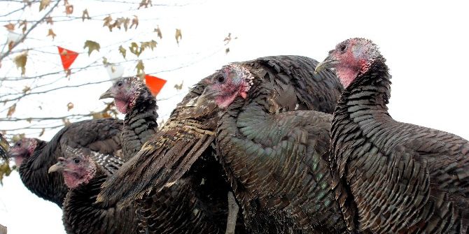 Hindiler Satıcıların Elinde Kaldı