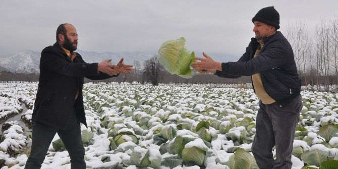 İnegöl’de Soğuk Hasat