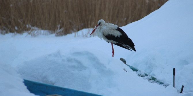 Beyşehir’de İki Yıldır Göç Etmeyen Leyleği Balıkçılar Besliyor