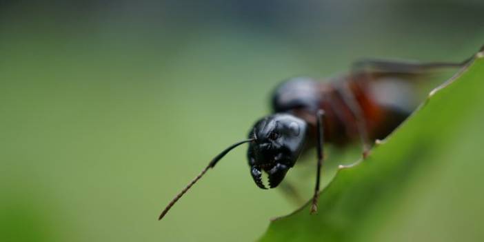 Jel Yem İle Evdeki Karıncalara Kesin Çözüm