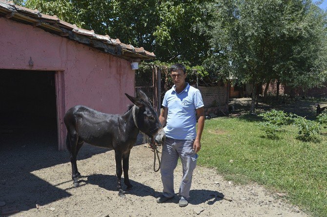 Eşeği Kamyonetin Kasasına Bağlayarak Çeken Bekçi Konuştu: