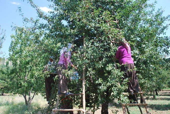 Vişnede Fiyat Şoku