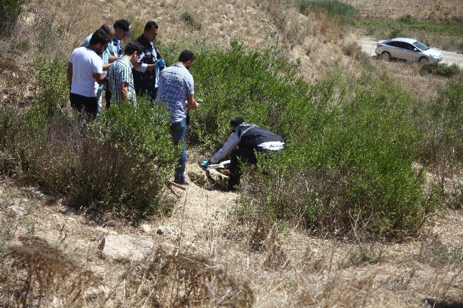 Bebek Cesedi Sandılar Köpek Leşi Çıktı