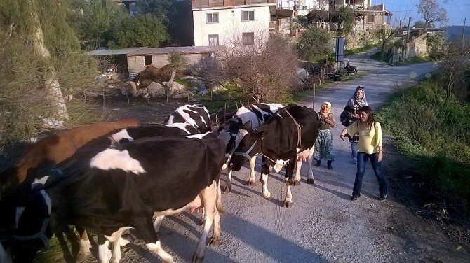 Aydın’da Hayvan Atıklarından Biyogaz Üretilecek