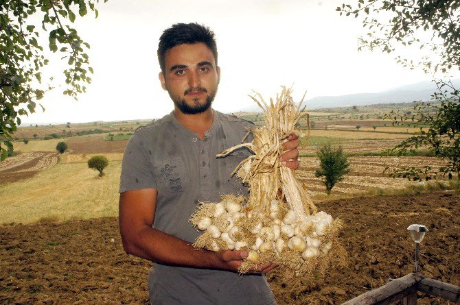 ’Beyaz Altın’ın Hasadı Başladı