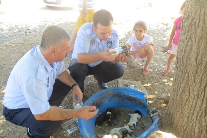 Zabıta Memurları Yeni Doğmuş Yavru Köpekleri Elleriyle Besledi