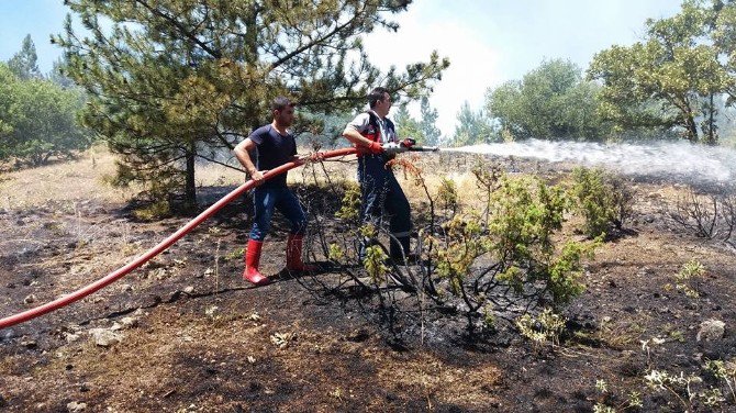 Tavşanlı’da Orman Yangını