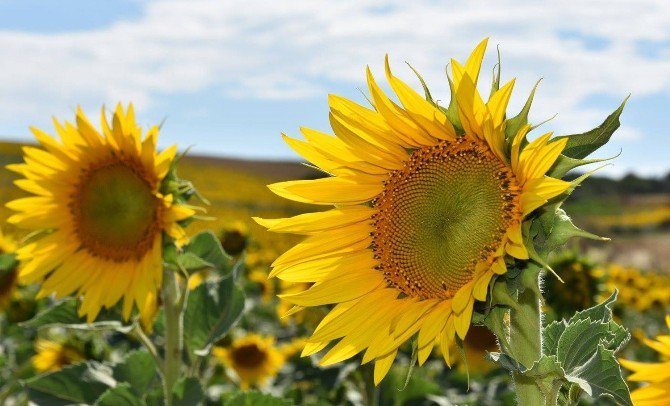 Ayçiçekleri Hayrabolu’yu Sarıya Boyadı