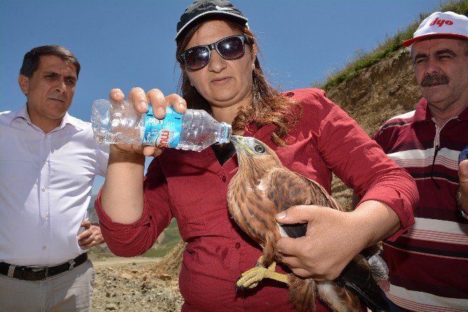 Şahinin Yediği Kursağında Kaldı