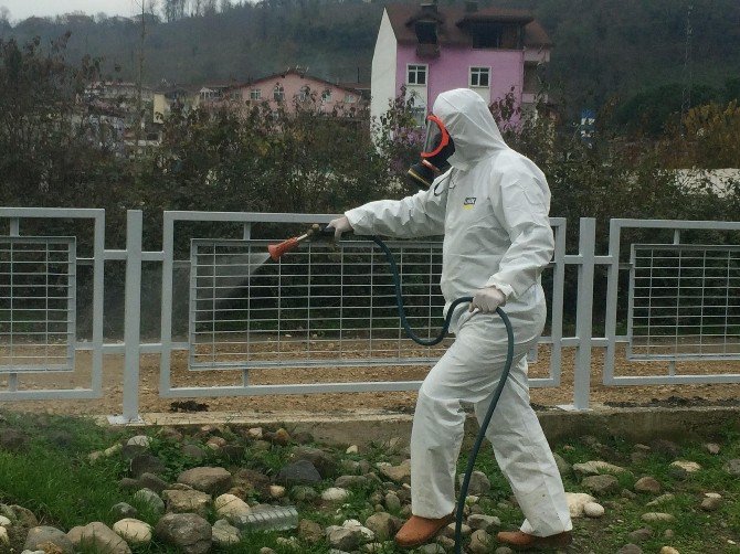 Ordu’da 700 Bin Hektarda Haşere Mücadelesi