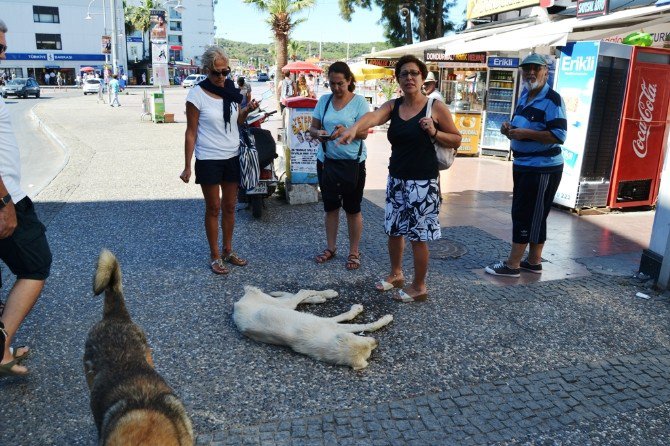 Sıcaktan Fenalaşan Sokak Köpeği Vatandaşlar Sayesinde Hayata Döndü