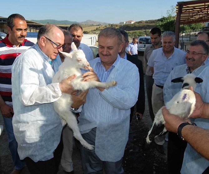 İzmirli Çobanlar Sandığa Gidiyor