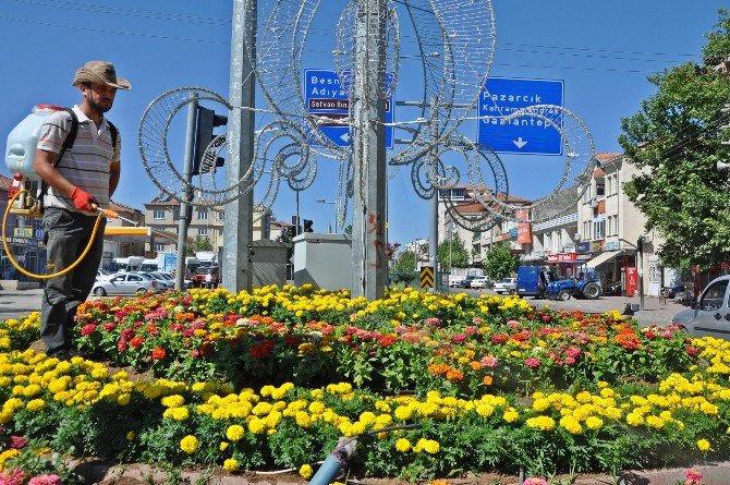 Çiçekler Mantar Ve Küllenmeye Karşı İlaçlandı