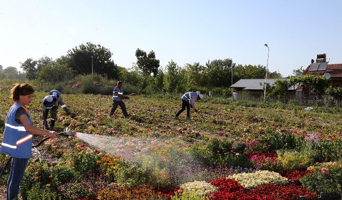 Pamukkale’de 100 Bin Çiçek Açtı