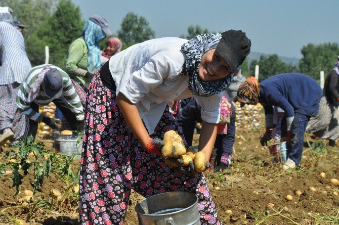 Patates Çiftçinin Yüzünü Güldürmedi