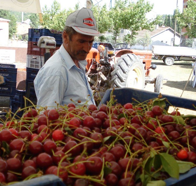 Vişne Sezonu Sancılı Başladı