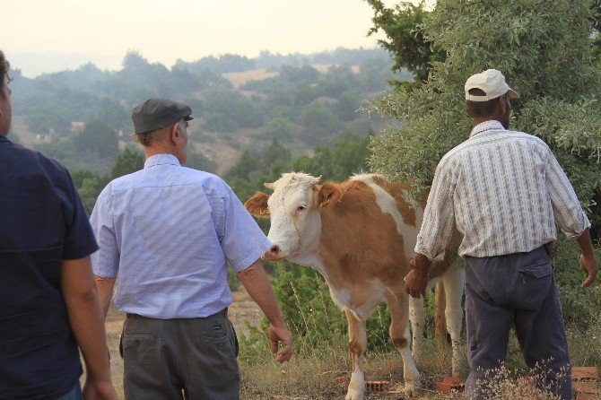 Yangın Alanına Koşan İnek Paniğe Neden Oldu